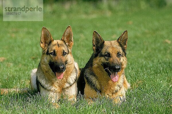 DEUTSCHER SCHÄFERHUND  ERWACHSENE LEGEN SICH INS GRAS