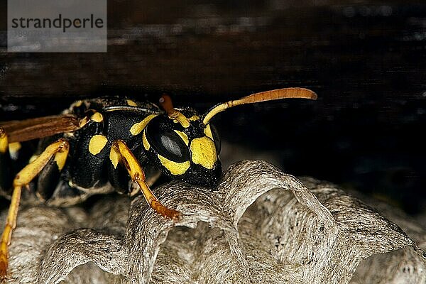 Gemeine Wespe (vespula vulgaris)  Erwachsener auf Nest  Normandie