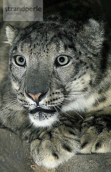 Schneeleopard oder Unze  uncia uncia  Porträt eines Erwachsenen