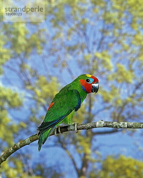 Edward's Fig-Parrot (psittaculirostris edwardsii)  Erwachsener auf Ast