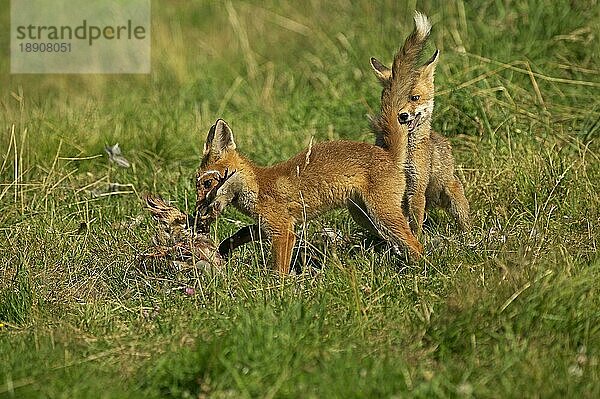 Rotfuchs (vulpes vulpes)  ERWACHSENE A PARTRIDGE TÖTUNG  NORMANDY