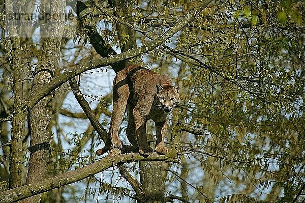 Puma (puma concolor)  ERWACHSENER IM BAUM STEHEND