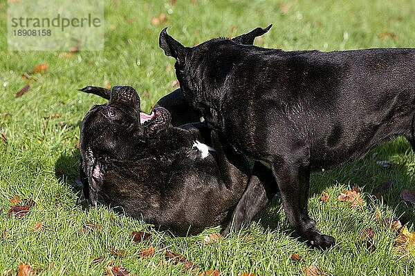 Cane Corso  Hunderasse aus Italien  Erwachsene beim Spielen auf Gras