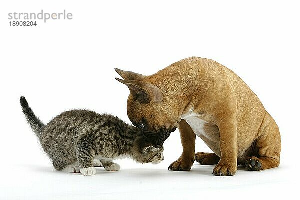 Französische Bulldogge  Welpe  und Hauskatze  Kätzchen