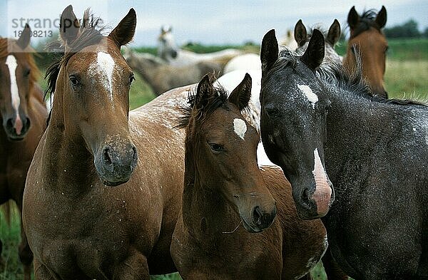 American Saddlebred Horse  Herde auf der Wiese