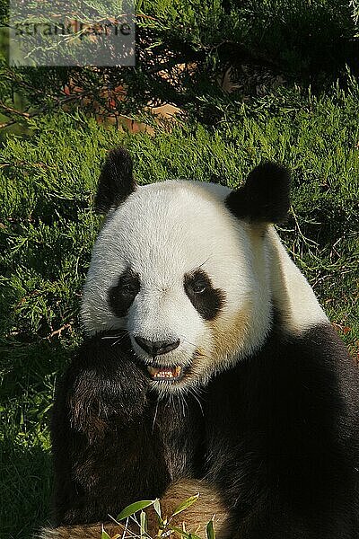 Großer Panda (ailuropoda melanoleuca)  Porträt eines Erwachsenen