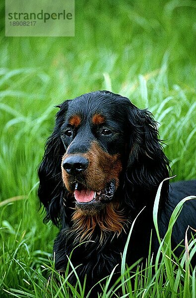 Gordon Setter Hund  Portrait eines Erwachsenen im langen Gras