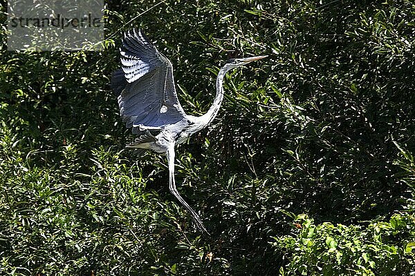 WEISSNECKENCocoireiher (ardea cocoi)  ERWACHSENE IM FLUG  LOS LIANOS IN VENEZUELA