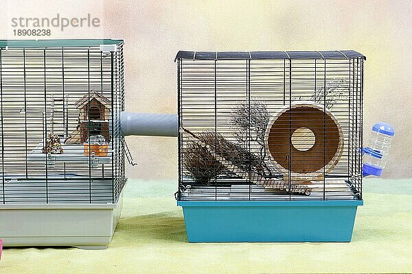 Dsungarischer Zwerghamster (Phodopus sungorus) in Käfig  Käfig  Hamsterkäfig  zwei Käfige mit Verbindung