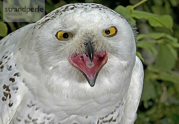 Schneeeule (nyctea scandiaca)  Porträt eines Erwachsenen mit offenem Schnabel  rufend