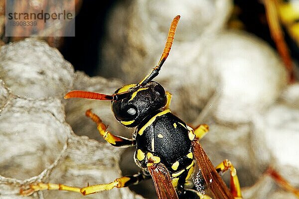 Gemeine Wespe (vespula vulgaris)  Erwachsener auf Nest  Normandie