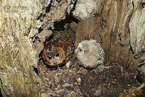 Waldkauz (strix aluco)  Erwachsener mit Küken am Nest  Normandie