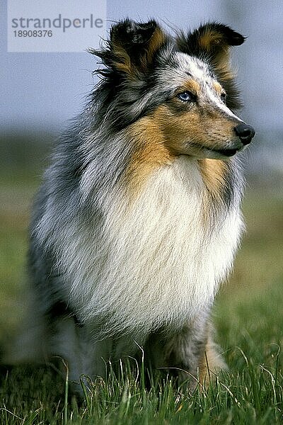 Shetland Sheepdog  Erwachsener sitzend auf Rasen