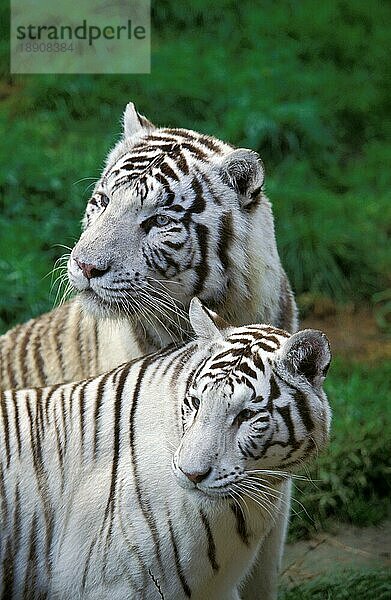 Weißer Tiger (panthera tigris)  erwachsen