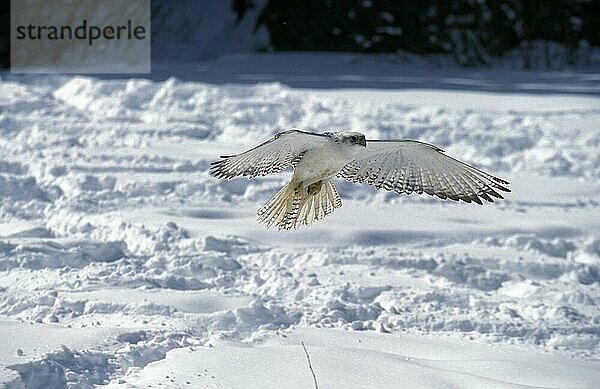 GYRFALKE (falco rusticolus)  ERWACHSENER IM FLUG  KANADA