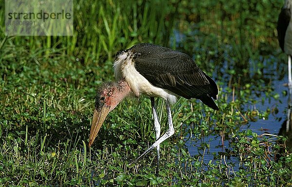 Marabu (leptoptilos crumeniferus)  ERWACHSENER AUF FUTTERSUCHE IM SUMPF  TANSANIA