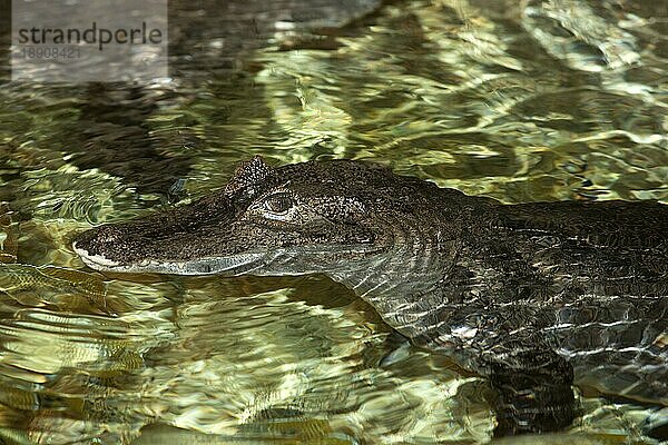 Krokodilkaiman (caiman crocodilus)  KOPF eines Erwachsenen  der aus dem Wasser aufsteigt