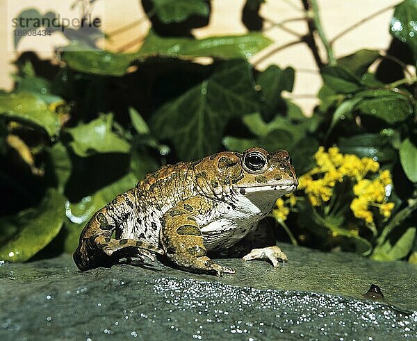 GRÜNE KREUZE (bufo viridis)  ERWACHSENE