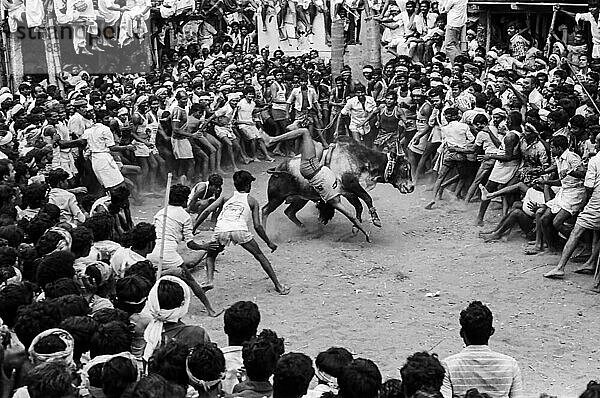 Schwarz-Weiß-Foto  Jallikattu oder Stierzähmung während des Pongal-Festes in Alanganallur bei Madurai  Tamil Nadu  Indien  Asien