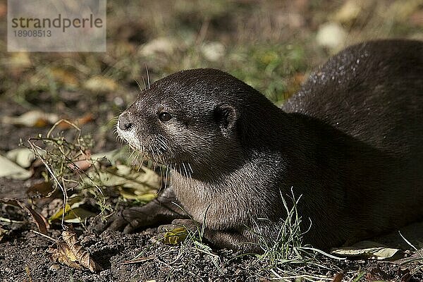 Zwergotter (aonyx cinerea)  ERWACHSENE