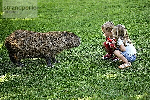 Kinder mit Capybara  hydrochoeris hydrochaeris  Zoo in der Normandie