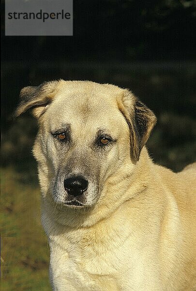 Anatolischer Hirtenhund  Porträt eines Erwachsenen