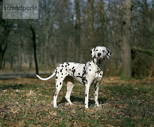 Dalmatiner Hund  erwachsen