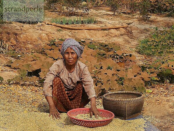 Frau pflückt über Reis  Seam Reap  Kambodscha  Asien