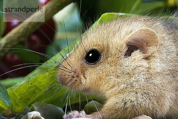 Haselmaus (muscardinus avellanarius)  PORTRAIT EINES ERWACHSENEN  NORMANDY IN Frankreich