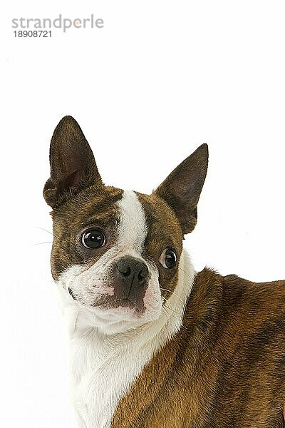 Boston Terrier Hund  Portrait gegen weißen Hintergrund