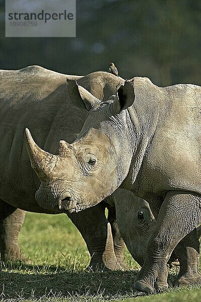 Breitmaulnashorn (ceratotherium simum)  erwachsen  Nakuru Park in Kenia