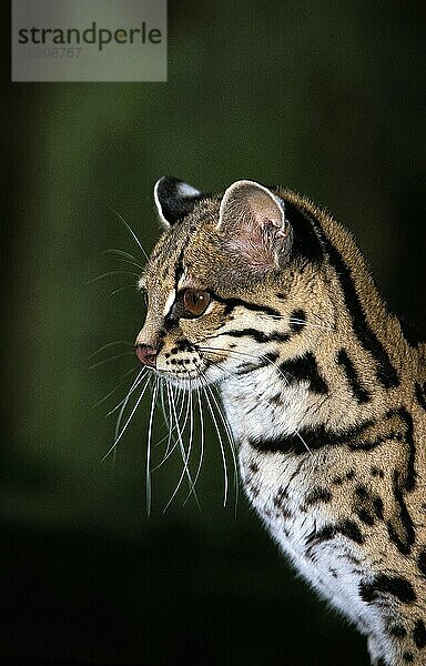 Margay-Katze  (leopardus wiedii)  Porträt eines Erwachsenen