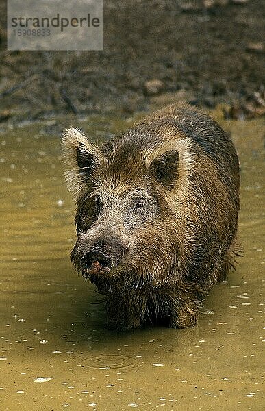 Wildschwein (sus scrofa)  ERWACHSENER IM WASSER STEHEND  Frankreich  Europa