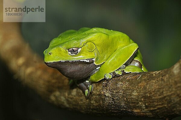 Riesen-Affenfrosch oder Riesen-Wachsfrosch (phyllomedusa bicolor)  Erwachsener auf Ast