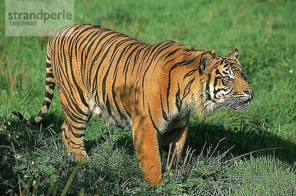 Sumatra-Tiger (panthera tigris sumatrae)  ERWACHSENER AUF GRAS STEHEND