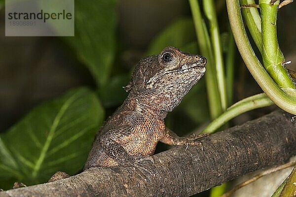 BRAUNE BASILISCHENLEISTE (basiliscus vittatus)  ERWACHSENER AUF BRANCHE