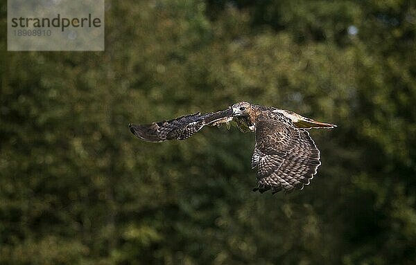 Rotschwanzbussard (buteo jamaicensis)  ERWACHSENE IM FLUG