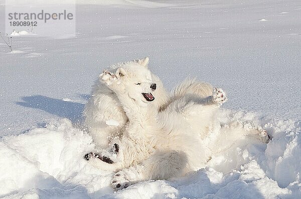 Samojedenhunde  bjelkier  im Schnee  Cocolalla  Idaho  USA  Nordamerika