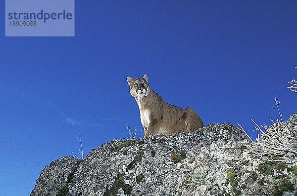 Puma (puma concolor)  ERWACHSENER AUF FELSEN STEHEND  MONTANA