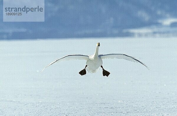 SCHWANNE (cygnus cygnus)  ERWACHSENE LANDUNG AUF GEFRORENEM SEE  HOKKAIDO IN JAPAN