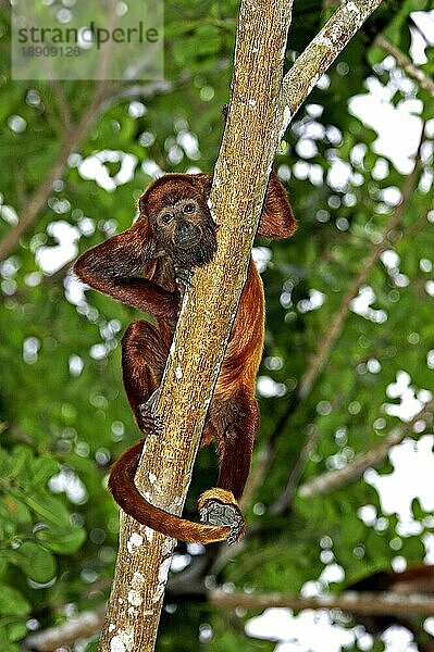 Roter Brüllaffe (alouatta seniculus)  Erwachsener im Baum  Los Lianos in Venezuela