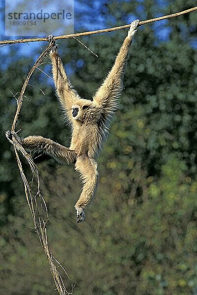 Weißhandgibbon (hylobates lar)  ERWACHSENER HÄNGEND VON LIANA