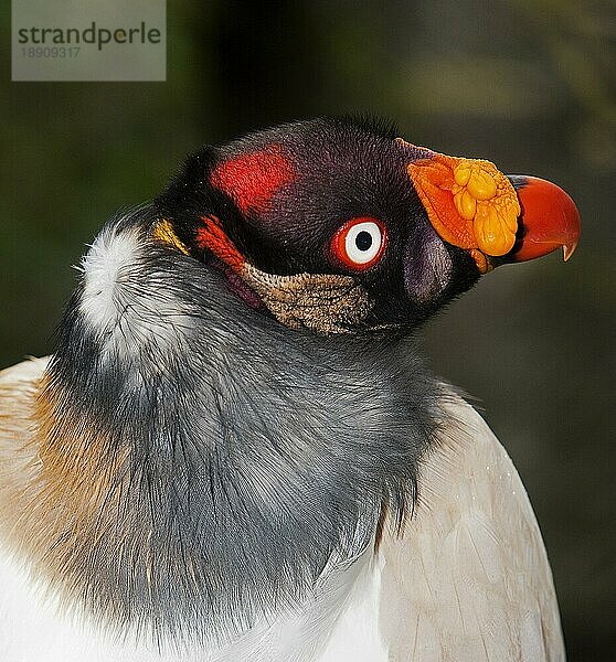 KING VULTURE (sarcoramphus papa)  PORTRAIT DES ERWACHSENEN