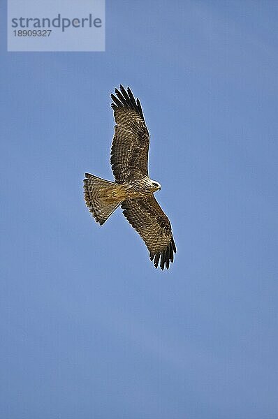 Schwarzmilan (milvus migrans)  Erwachsener im Flug gegen blauen Himmel