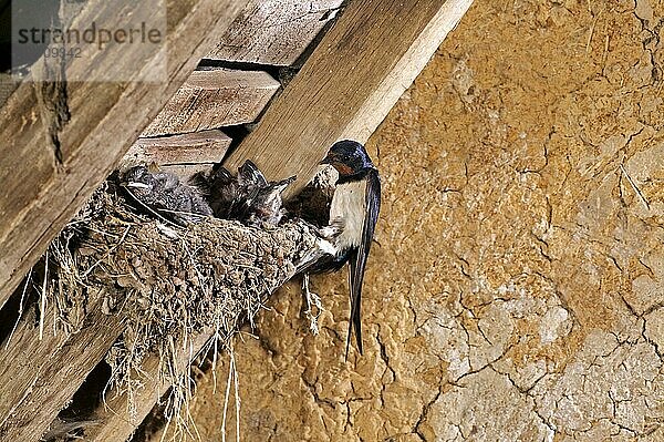 Rauchschwalbe (hirundo rustica)  Erwachsene füttern Küken am Nest  Normandie