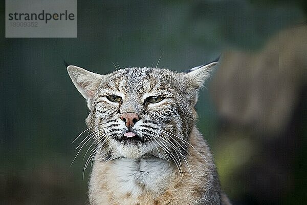 Europäischer Rotluchs (felis lynx)  Porträt eines Erwachsenen mit herausgestreckter Zunge