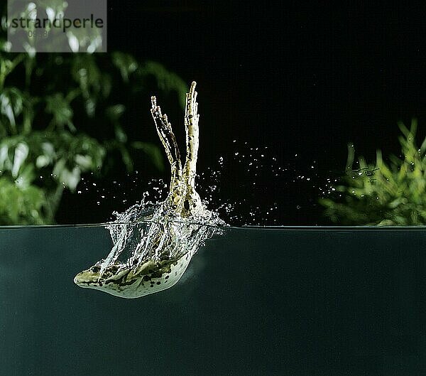 LEBENSMITTELFROSCH ODER GRÜNER FROSCH (Rana esculenta)  ERWACHSENER SPRINGT IN DAS WASSER