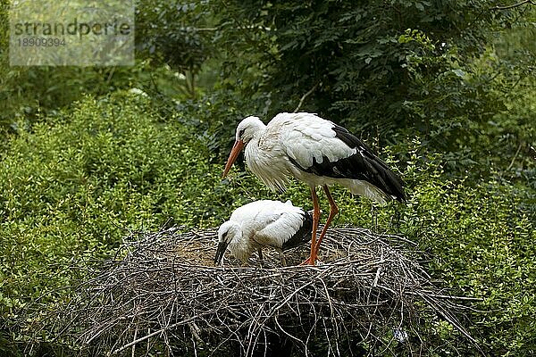 Weißstorch (ciconia ciconia)  Erwachsener mit Küken auf dem Nest