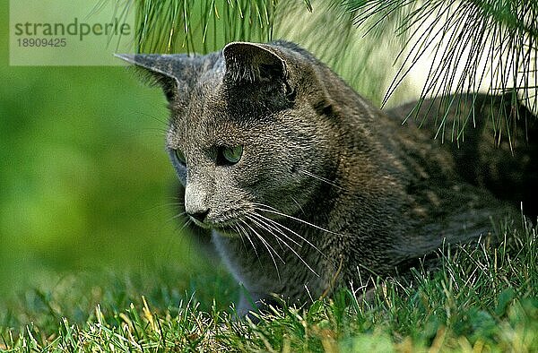 Russisch Blau Hauskatze  Erwachsene stehend auf Gras