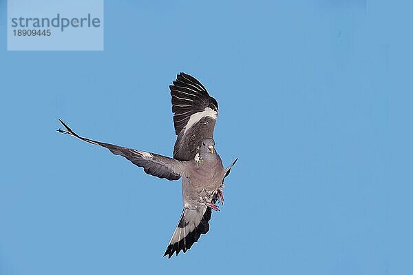 Ringeltaube (columba palumbus)  Erwachsene im Flug gegen blauen Himmel  Normandie